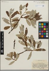 Foto von Salix lasiolepis Benth.